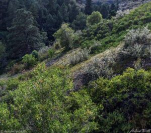 hill side vegetation colorado front range summer august