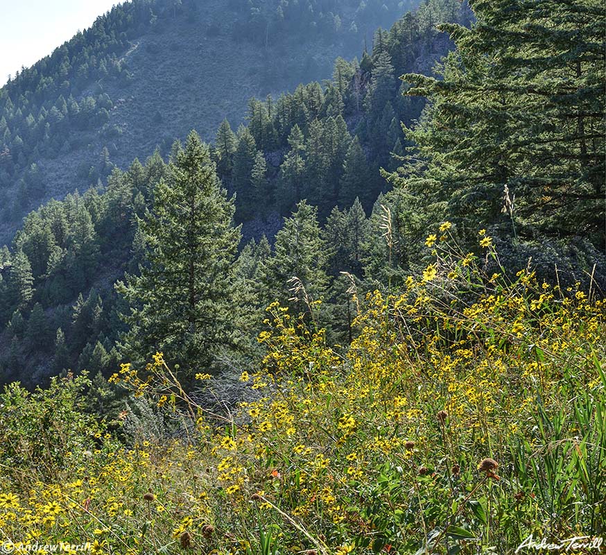 meadow and forest in mountains colorado front range