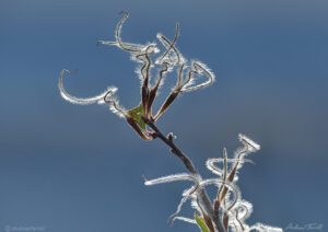 mountain mahogany seeds august 2021 colorado