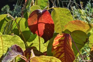 poison ivy leaves turning red autumn fall late summer