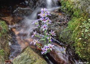 purple asters growing in creek colorado august