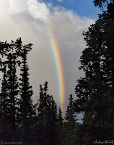 rainbow in the forest colorado