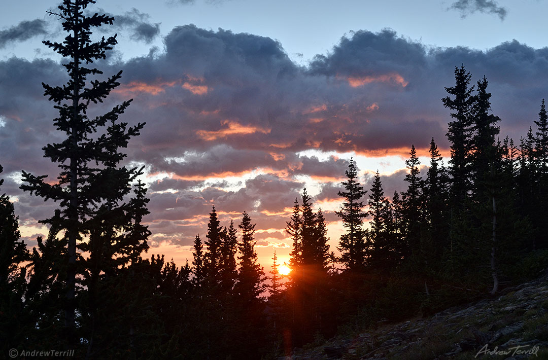 sunrise through the colorado pine forest