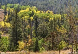 aspen valley early fall colorado