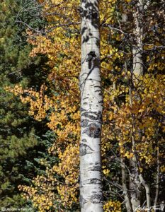 aspen trunk and fall leaves colorado september