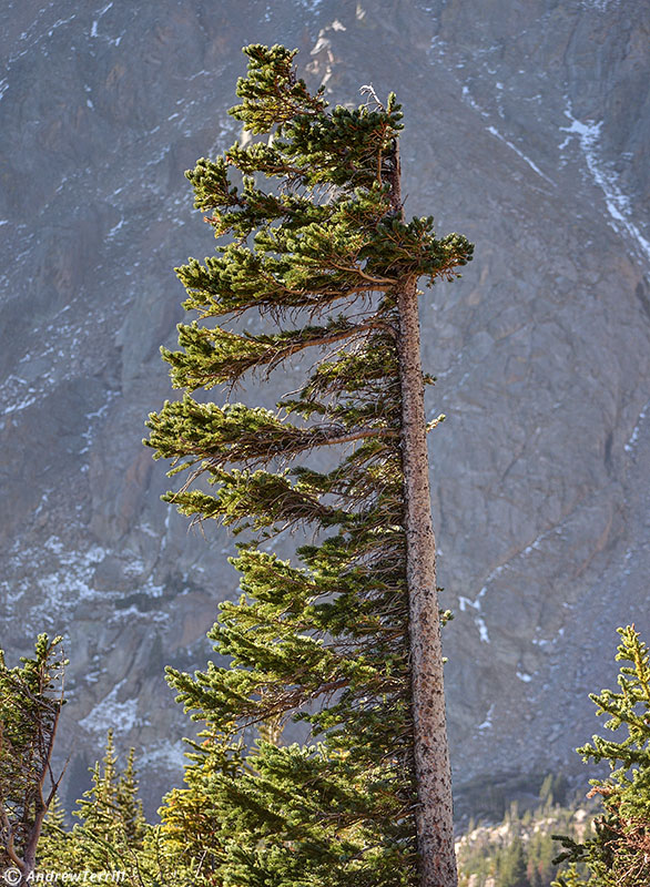 wind pruned pine indian peaks wilderness colorado