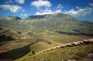 shepherd and flock in sibillini mountains