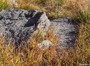 autumn grass and rock indian peaks wilderness colorado