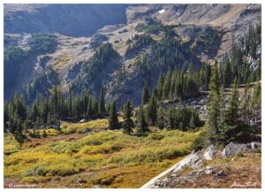 treeline indian peaks wilderness colorado