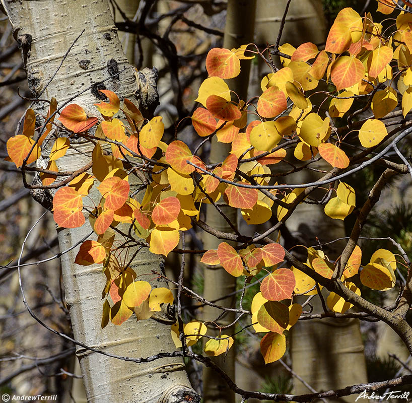 aspen leaves indian peaks wilderness colorado