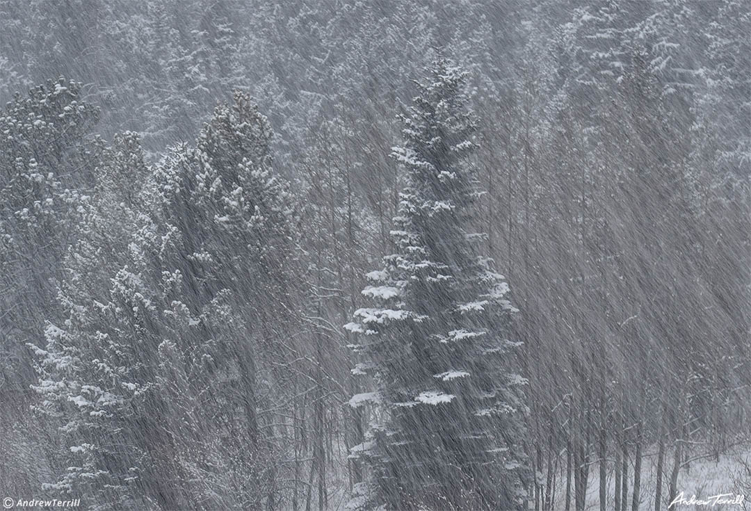 falling snow with pine trees and aspen