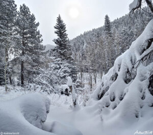 snow in forest colorado