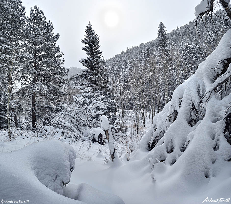 snow in forest colorado