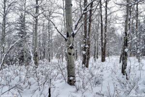 aspen forest winter snow colorado