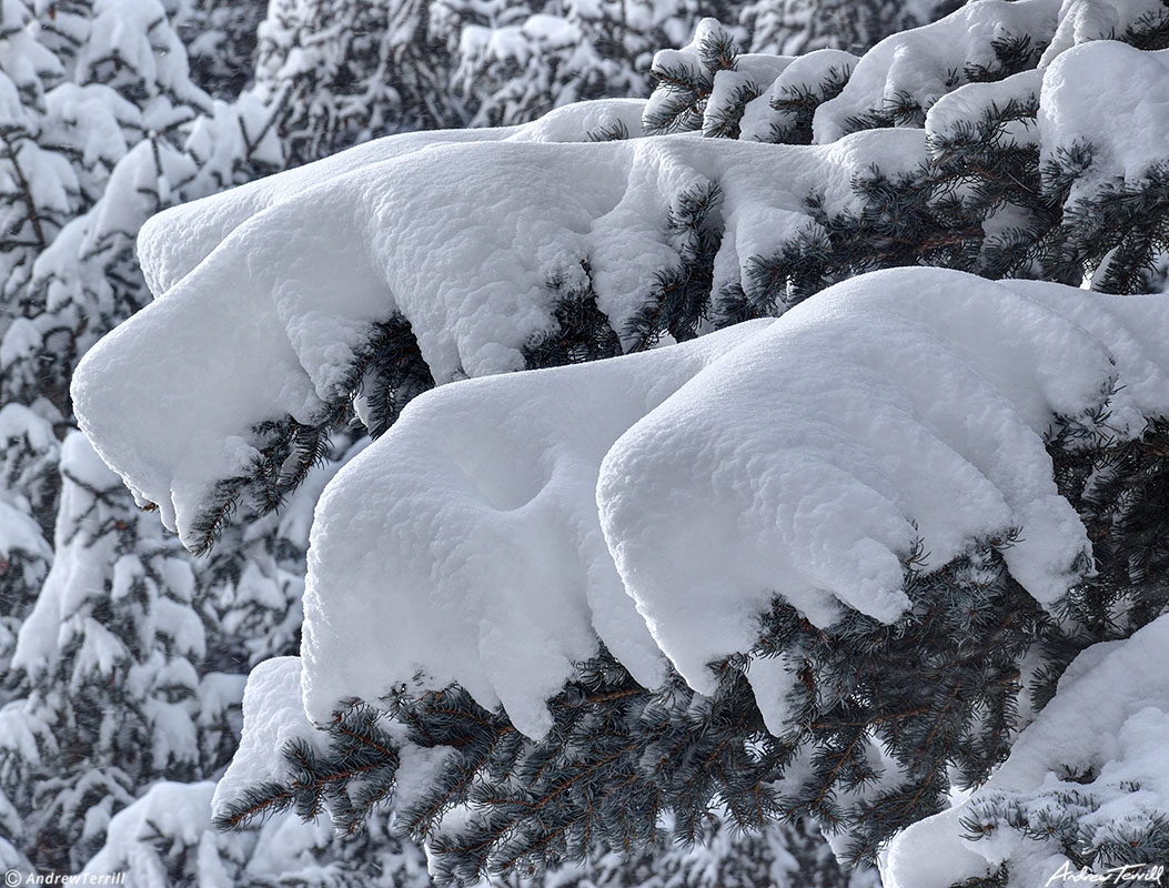 snow on blue spruce in winter colorado