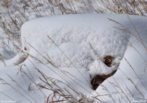 snow on rock in meadow colorado