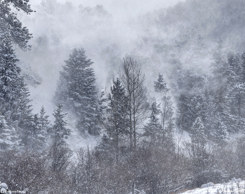 wild weather wind blowing snow off trees