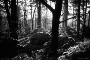 Wild Czech Forest January 10 1998