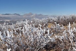 frost on mountain mahogany colorado front range