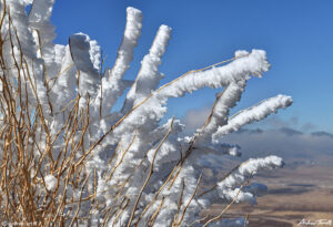 frost on tumbleweed