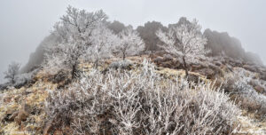 frost on trees and shrubs beneath cliff face