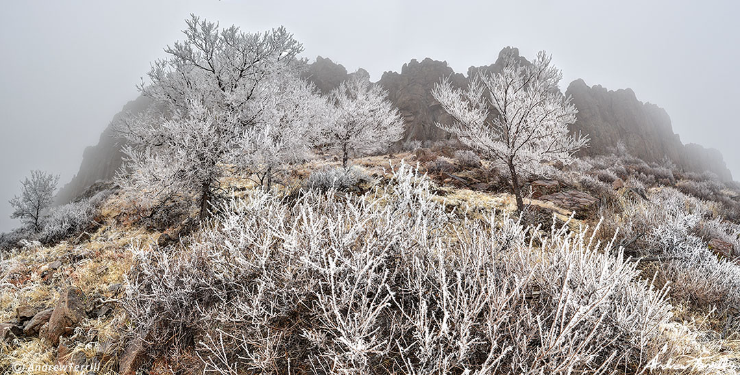 frost on trees and shrubs beneath cliff face