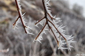 frost on twigs north table mountain