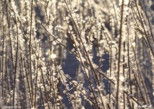 frosted grass 02 detail jan 8 2022