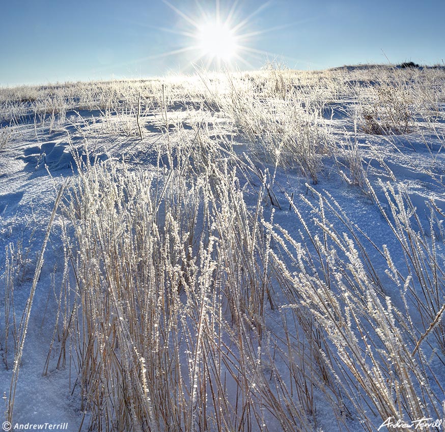 frosted grass 03 jan 8 2022