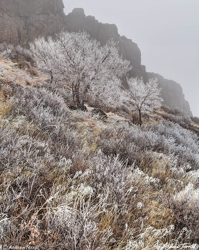 frosted grass trees and crag