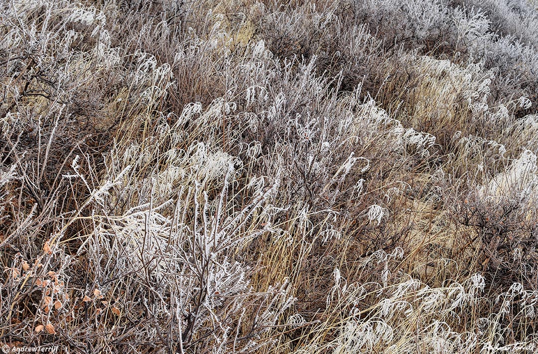 frosted grass