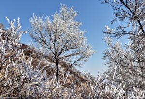 frosted trees