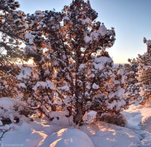 juniper in snow at sunrise