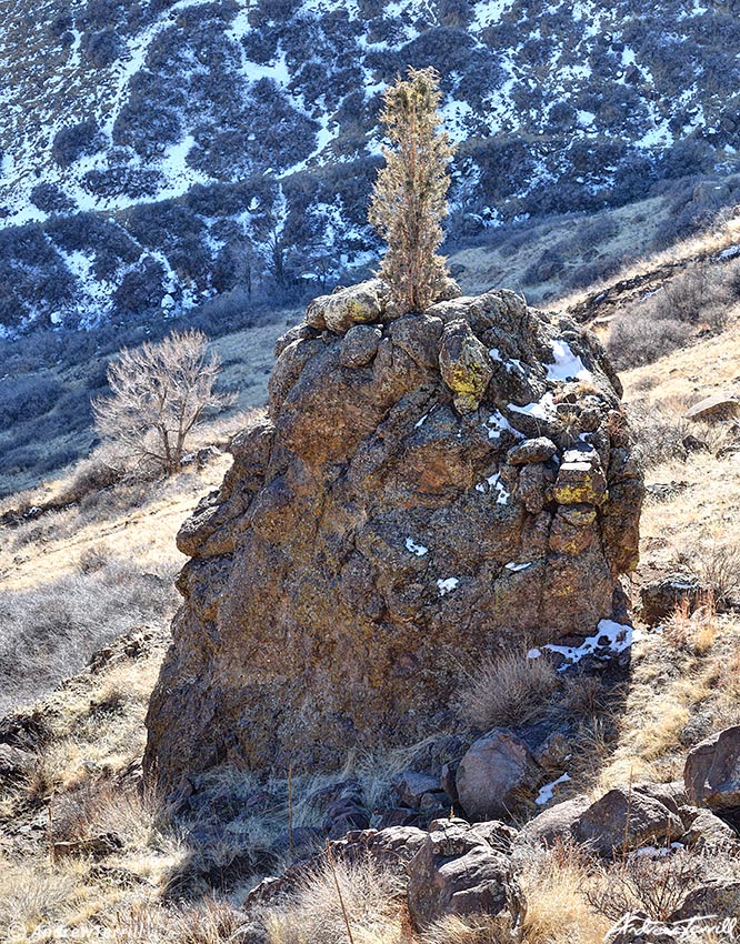 juniper on rock