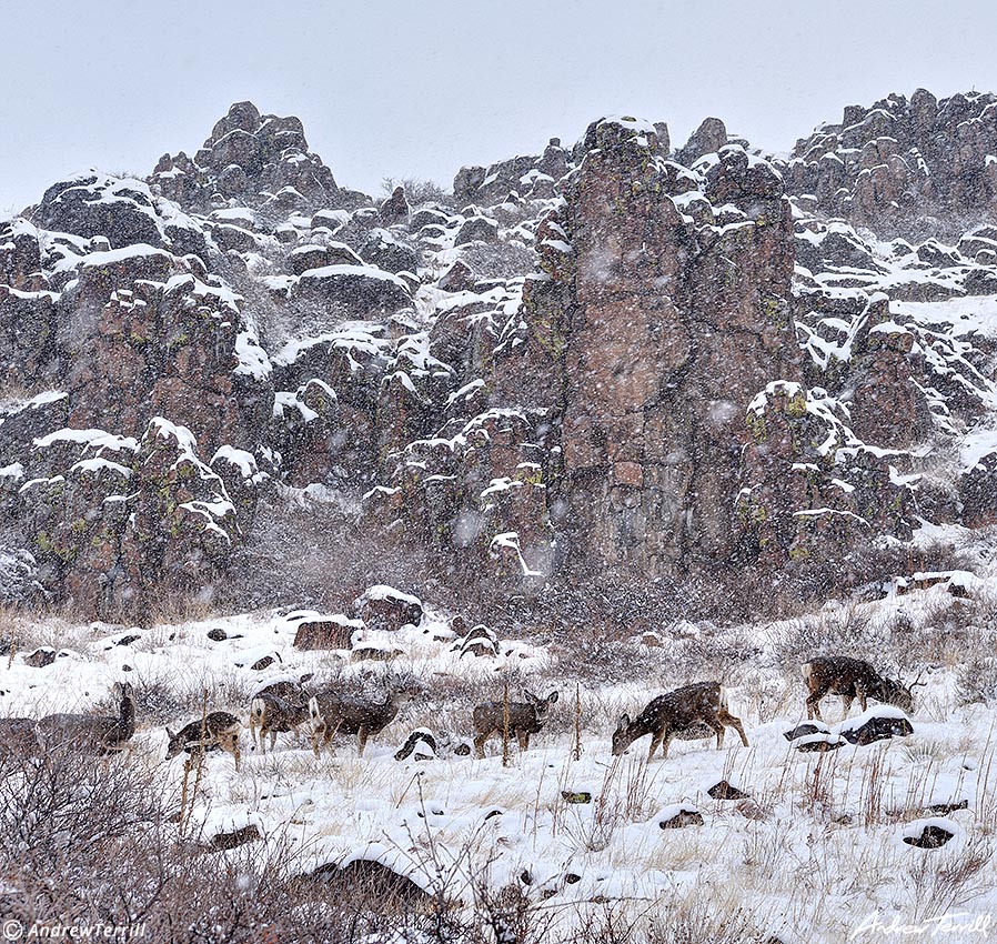 mule deer in snow