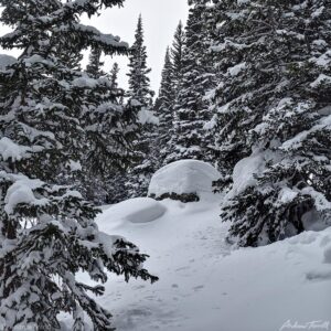 deep snow in the forest