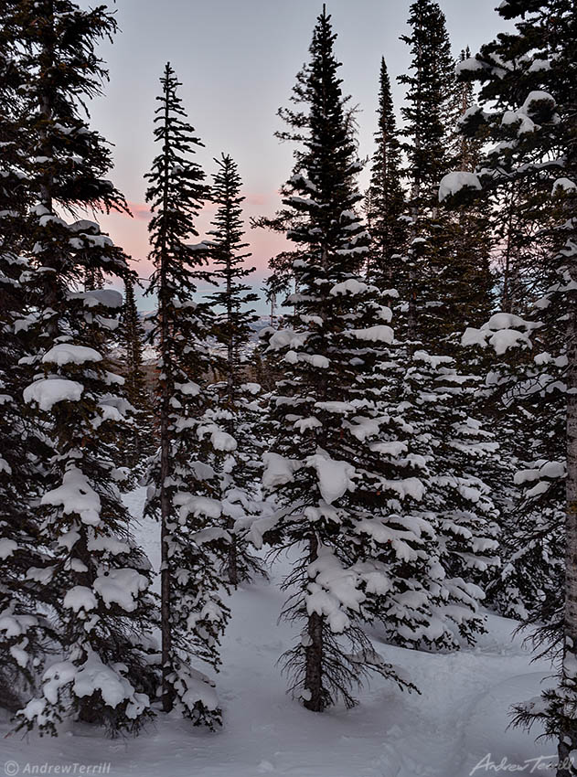 evening light in the winter forest colorado