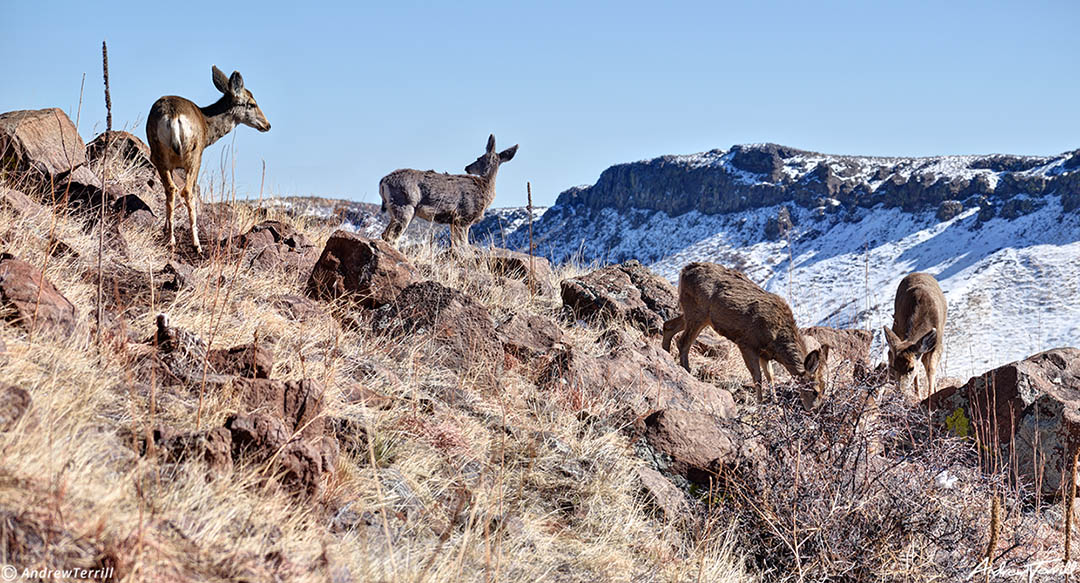 deer on north table mountain