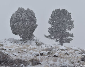 here we go again winter snowstorm and juniper