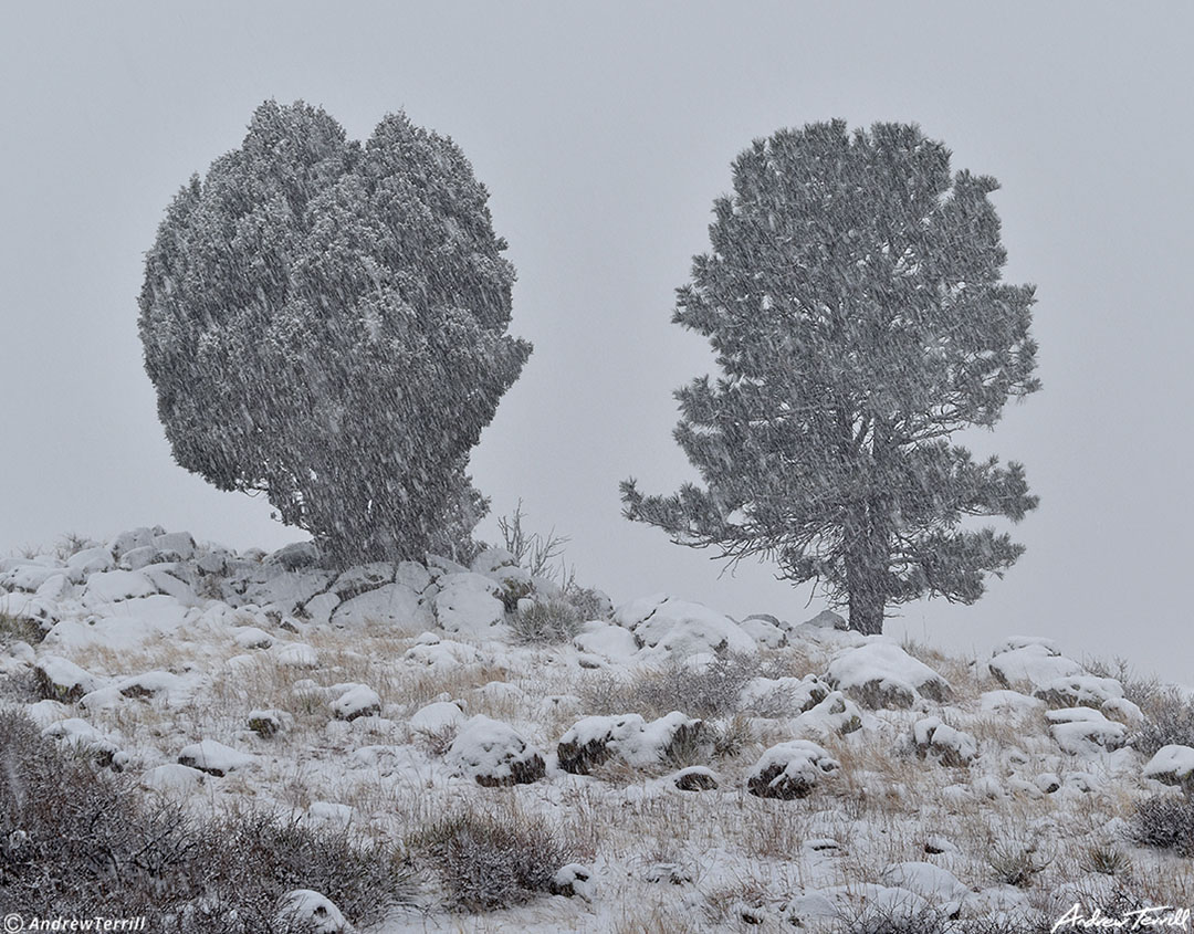 here we go again winter snowstorm and juniper