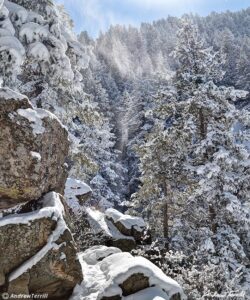 falling snow along beaver brook trail golden colorado