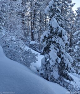 winter along the beaver brook trail golden colorado