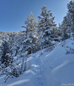 snow laden pine trees beaver brook trail golden colorado