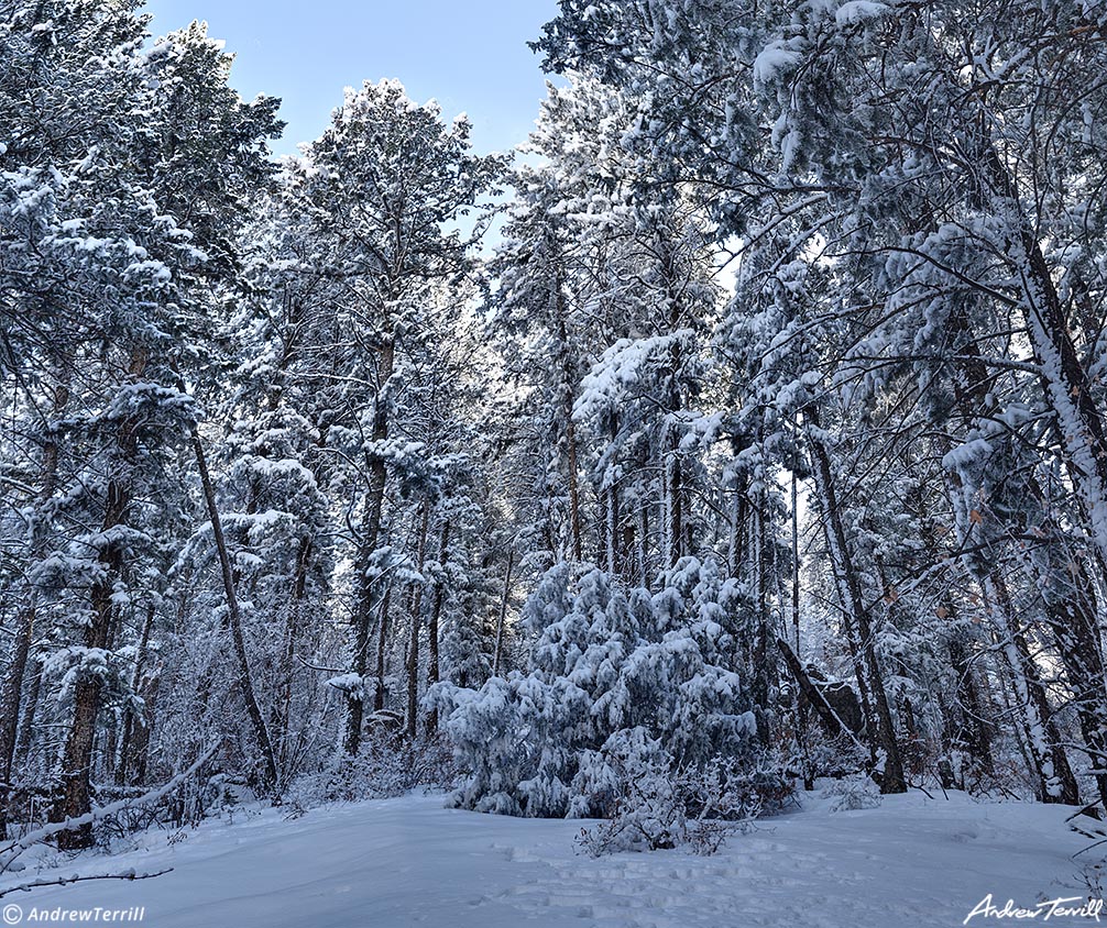 sunlit winter forest along the beaver brook trail golden colorado