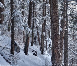 view through the trees beaver brook trail in winter