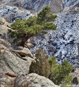 ponderosa pine in rough valley