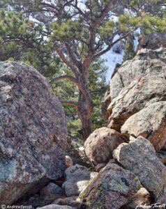 ponderosa pine and rocks