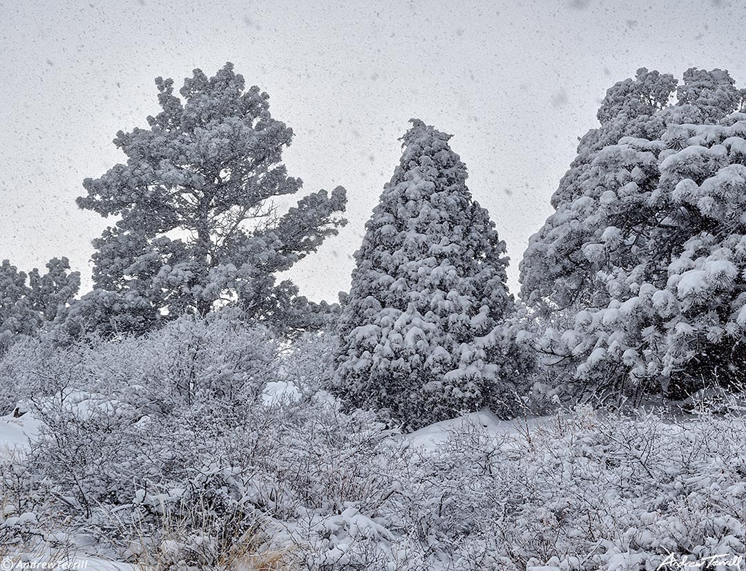 snowstorm mount galbraith golden colorado