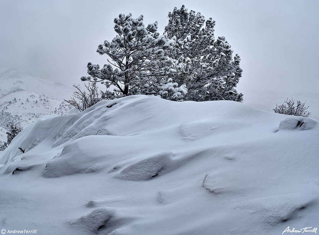 windblow snowdrift and ponderosa pines colorado winter