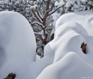 snow covered rocks and ponderosa pine golden colorado